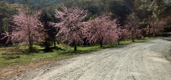 Cerejeiras florescem no Clube de Campo da APM