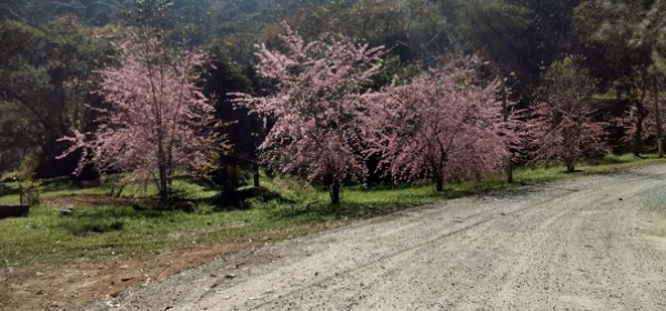 Cerejeiras florescem no Clube de Campo da APM