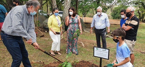 Regional de Campinas recebe muda do plátano de Hipócrates