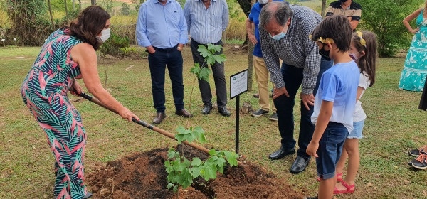 Regional de Campinas recebe muda do plátano de Hipócrates
