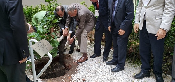 Sede Estadual da APM recebe muda do Plátano original de Hipócrates