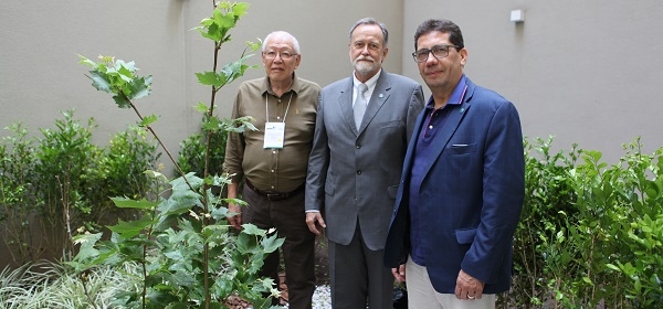 Sede Estadual da APM recebe muda do Plátano original de Hipócrates