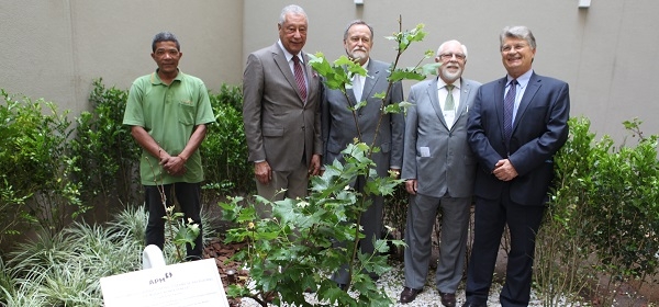 Sede Estadual da APM recebe muda do Plátano original de Hipócrates