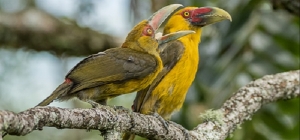 Casal de médicos expressa amor pela fotografia
