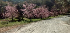 Cerejeiras florescem no Clube de Campo da APM