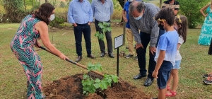 Regional de Campinas recebe muda do plátano de Hipócrates